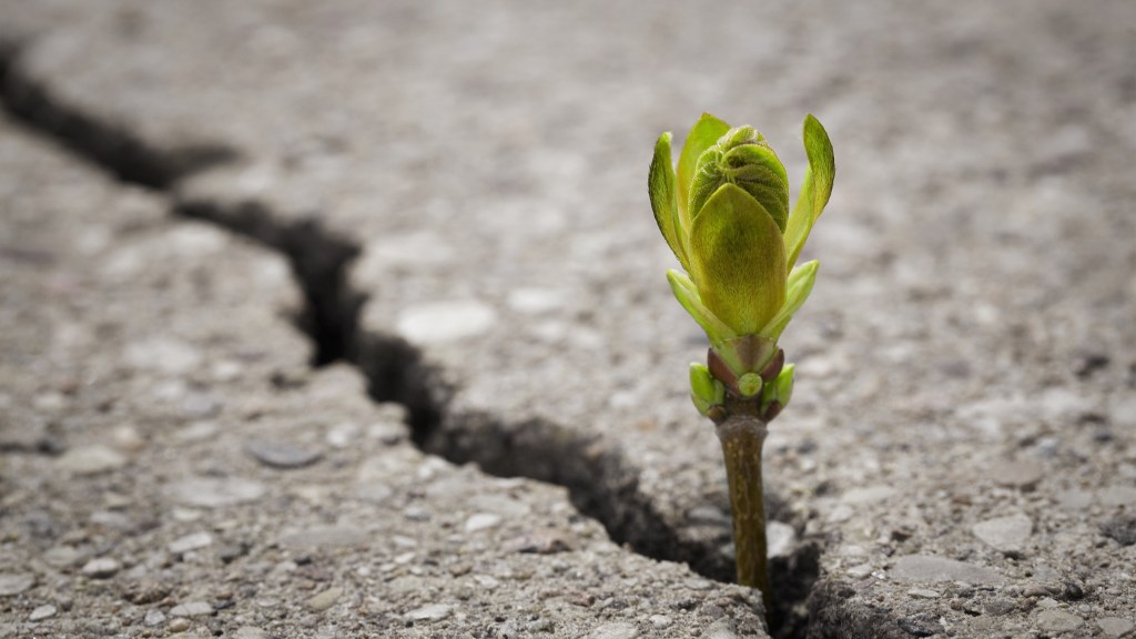 Grieving a Silent Spring